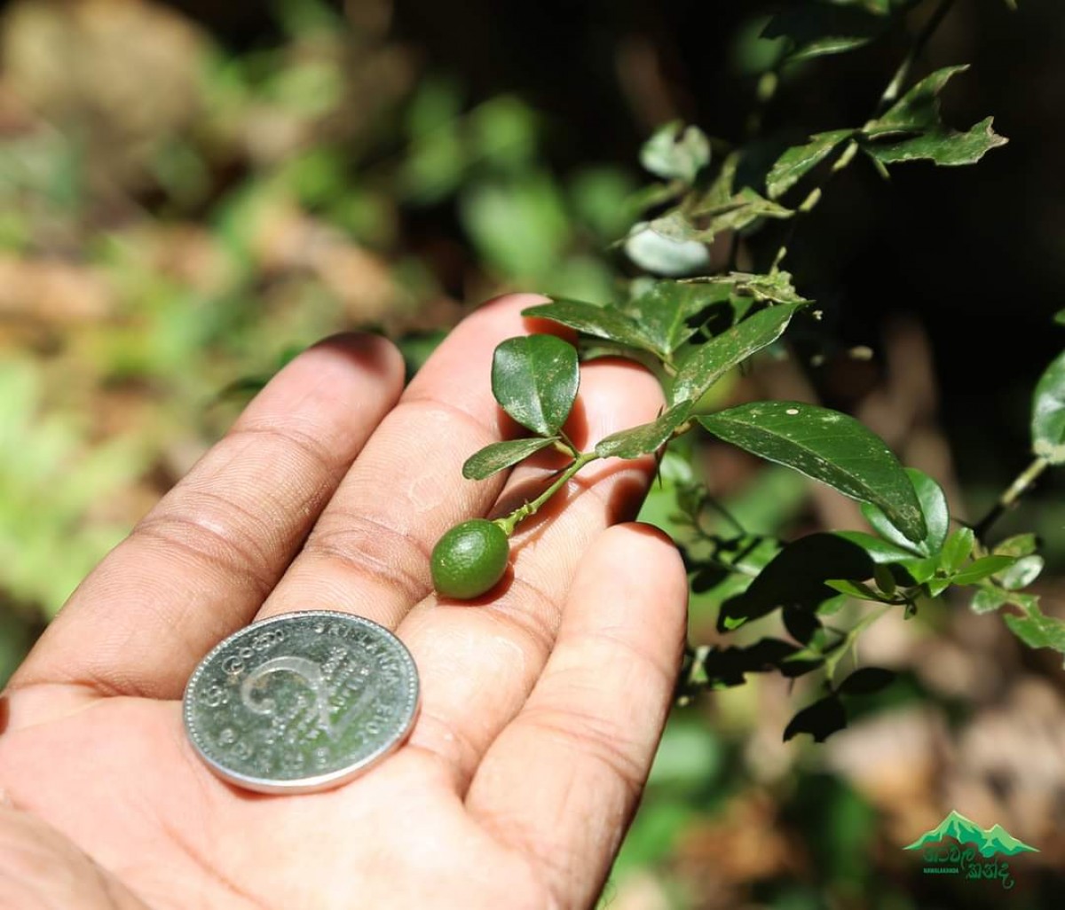 Triphasia trifolia (Burm.f.) P.Wilson